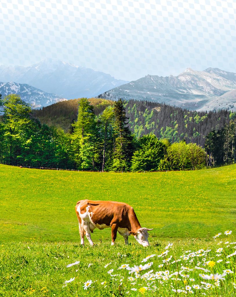 Mehrere Kühe auf einer Weide in den Bergen.